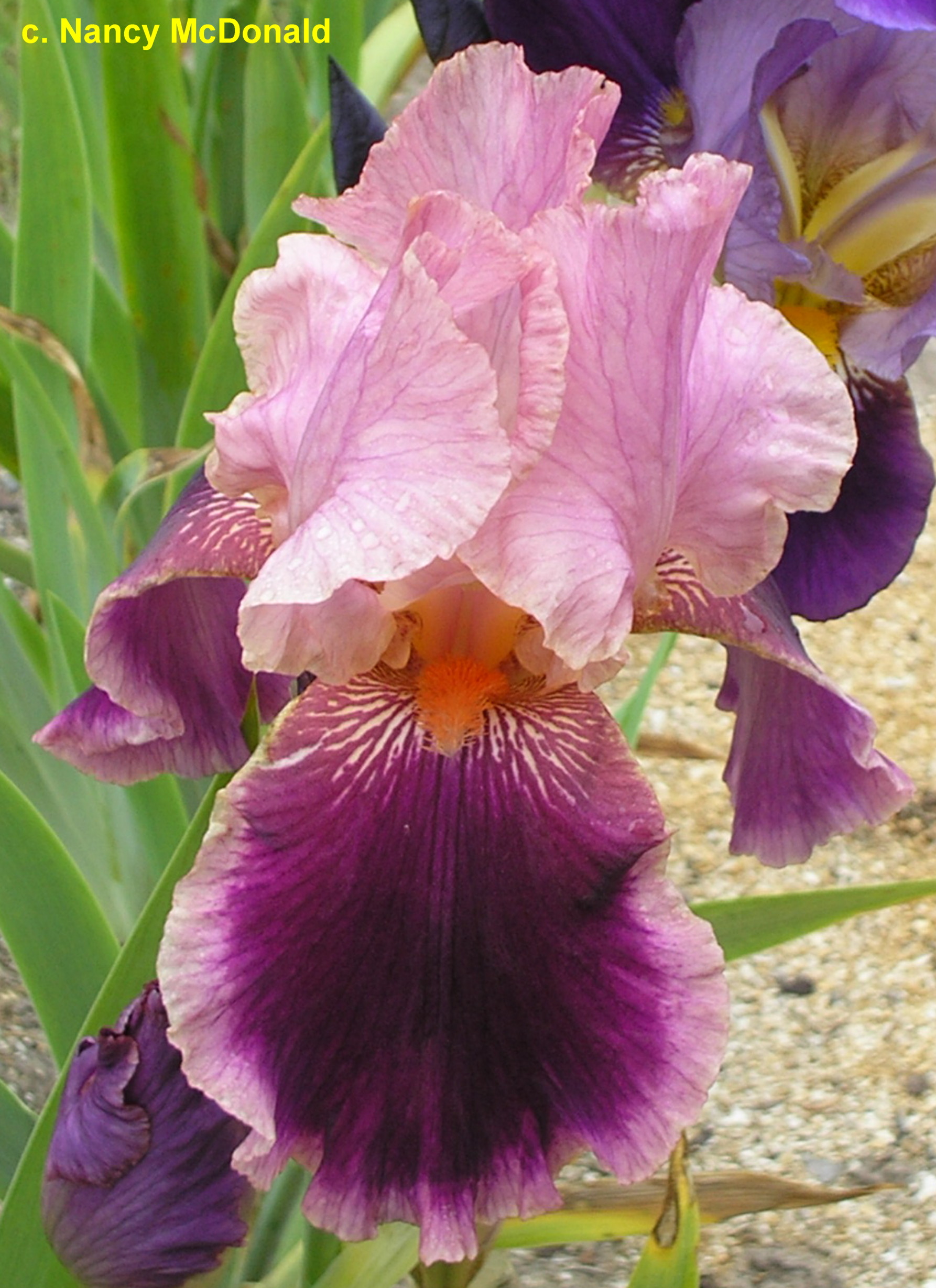 Iris germanica 'Wine and Roses'